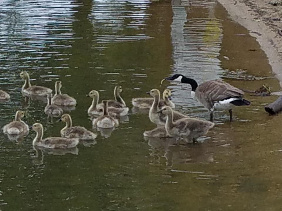 61601212_10219495283399329_2463388504189566976_n